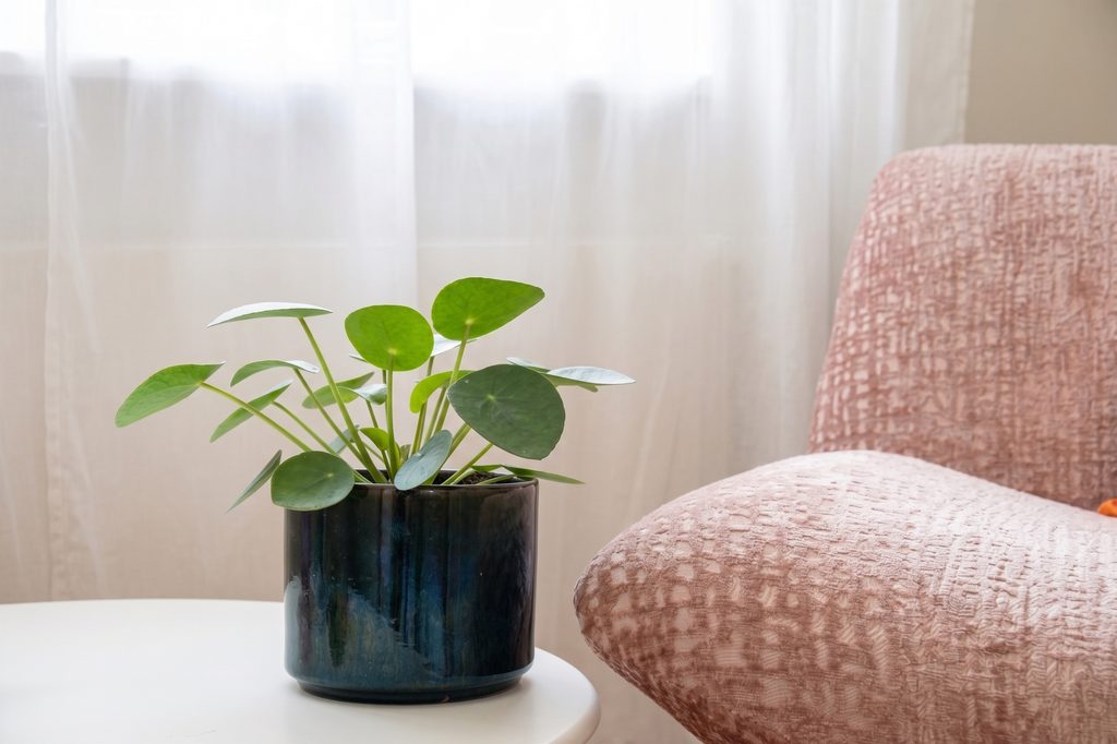 Rustgevend hoekje in de praktijkruimte met een groene plant en roze fauteuil
